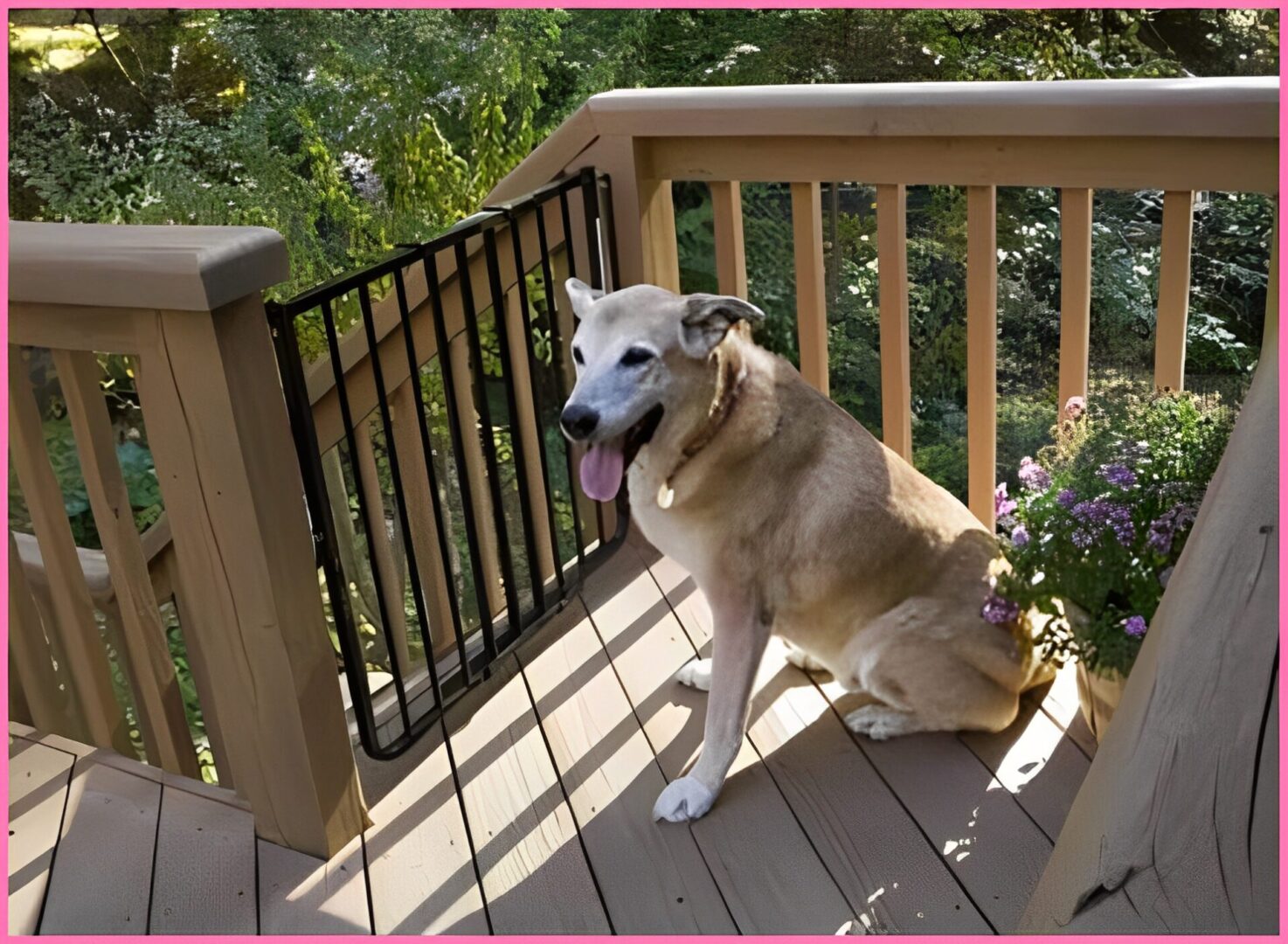 Dog sitting on a sunny wooden deck.